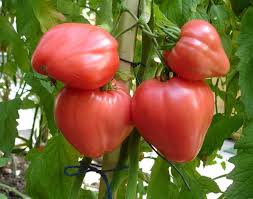 Linguisa Tomate Samen zum Pflanzen - Traditionell Gemüse Variety