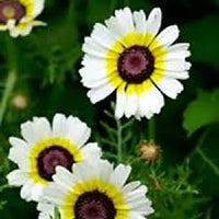 Weiß Chrysantheme Carinatum Blumensamen zur Aussaat – duftend Blüten – Traditionssorte & ohne Gentechnik Samen Hausgarten