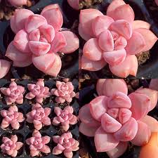 Rosa Egg Blumensamen Blumensamen zur Aussaat Garten beliebt Traditionssorte & ohne Gentechnik Samen Hausgarten