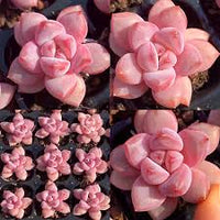Rosa Egg Blumensamen Blumensamen zur Aussaat Garten beliebt Traditionssorte & ohne Gentechnik Samen Hausgarten
