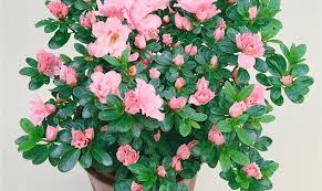 klein Rosa Simsii Bonsai Samen zur Aussaat lang Blüte Saison Traditionssorte & ohne Gentechnik Samen Hausgarten