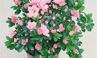 klein Rosa Simsii Bonsai Samen zur Aussaat lang Blüte Saison Traditionssorte & ohne Gentechnik Samen Hausgarten