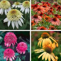 ConeFlower Samen zur Aussaat Wildblume Mischung Traditionssorte & ohne Gentechnik Samen Hausgarten