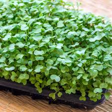 Kohl Microgreens Samen fuer Hausanzucht