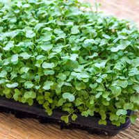 Kohl Microgreens Samen fuer Hausanzucht