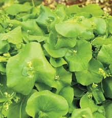 Grün Claytonia Blumensamen zur Aussaat – Schnitt Blume beliebt – Traditionssorte & ohne Gentechnik Samen Hausgarten