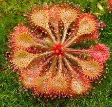 Rot Gelb Sundew Blumensamen zur Aussaat sonnenliebend Traditionssorte & ohne Gentechnik Samen Hausgarten