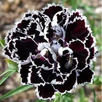 Nelke Schwarz Blumensamen zur Aussaat – ideal Rabatten – Traditionssorte & ohne Gentechnik Samen Hausgarten