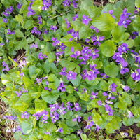 Veilchen sororia Blumensamen zur Aussaat – kompakt Wuchs – Traditionssorte & ohne Gentechnik Samen Hausgarten