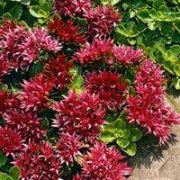Sedum Spurium Blumensamen zur Aussaat – Anzucht – Traditionssorte & ohne Gentechnik Samen Hausgarten