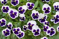 Lila Weiß Veilchen Blumensamen zur Aussaat – Halbschatten verträglich – Traditionssorte & ohne Gentechnik Samen Hausgarten