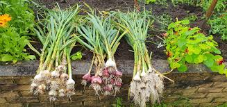 Green Knoblauch Gemüsesamen - Easy Planting