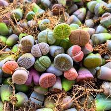 Living stone sempervivum blume samen for anpflanzung, heirloom non-gmo, high germination
 
 sale samen for home garten