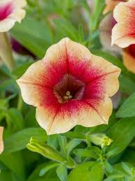 Pfirsichfarben Petunie Blumensamen zur Aussaat – Traditionssorte ohne Gentechnik biologisch Garten Samen – Anzucht Keimung Blüten