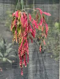 Rot Mistletoe Cactus Rhipsalis Samen – Traditionssorte ohne Gentechnik Succulent Hausgarten Aussaat