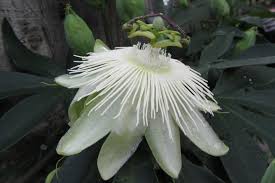 Weiß Passiflora Blumensamen zur Aussaat ideal Graceful Garten Blüten