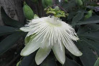 Weiß Passiflora Blumensamen zur Aussaat ideal Graceful Garten Blüten