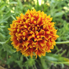 Gaillardia Blumensamen zur Aussaat kompakt Wuchs Traditionssorte & ohne Gentechnik Samen Hausgarten