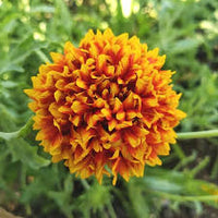 Gaillardia Blumensamen zur Aussaat kompakt Wuchs Traditionssorte & ohne Gentechnik Samen Hausgarten