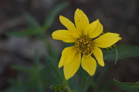 Auffälliges GOLDENEYE Viguiera Multiflora Samen leuchtend – Gelb Blumen