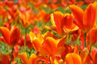 Orange Tulpe Blumensamen zur Aussaat – Anzucht – Traditionssorte & ohne Gentechnik Samen Hausgarten
