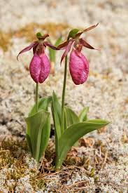 Rosa Cypripedium Acaule Blumensamen zur Aussaat – Halbschatten verträglich – Traditionssorte & ohne Gentechnik Samen Hausgarten