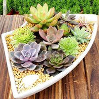 Lithops Succulent Blumensamen zur Aussaat – sonnenliebend – Traditionssorte & ohne Gentechnik Samen Hausgarten