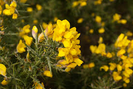 Gelb Gorse Ulex Europaeus Blumensamen zur Aussaat – Anzucht – Traditionssorte & ohne Gentechnik Samen Hausgarten