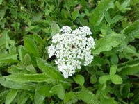 Queen Anne's Lace Weiß Blumensamen zur Aussaat – Landhaus Garten wichtig – Traditionssorte & ohne Gentechnik Samen Hausgarten