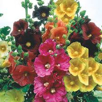 Gemischt Stockrose Blumensamen zur Aussaat – Garten beliebt – Traditionssorte & ohne Gentechnik Samen Hausgarten