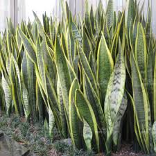 Grün Sansevieria Pflanzensamen zur Aussaat – Wildblume Mischung – Traditionssorte & ohne Gentechnik Samen Hausgarten