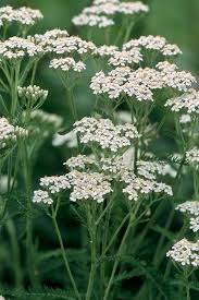 Weiß Yarrow Blumensamen zur Aussaat – robust Sorte – Traditionssorte & ohne Gentechnik Samen Hausgarten