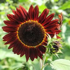 Semi di girasole rosso castagna da seminare, coltivazione di fiori luminosi