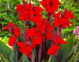 Canna Blumensamen zur Aussaat lang Blüte Saison Traditionssorte & ohne Gentechnik Samen Hausgarten