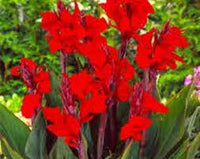 Canna Blumensamen zur Aussaat lang Blüte Saison Traditionssorte & ohne Gentechnik Samen Hausgarten