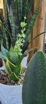 Silver Sansevieria Garten lang Blüte Saison Traditionssorte & ohne Gentechnik Samen Hausgarten