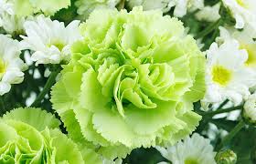 Weiß Grün Nelke Caryophyllus Blumensamen zur Aussaat Wildblume Mischung Traditionssorte & ohne Gentechnik Samen Hausgarten