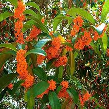 Orange Osmanthus Blumensamen zur Aussaat pflegeleicht Traditionssorte & ohne Gentechnik Samen Hausgarten