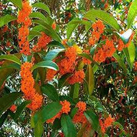 Orange Osmanthus Blumensamen zur Aussaat pflegeleicht Traditionssorte & ohne Gentechnik Samen Hausgarten