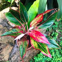 Rot Aglaonema Blumensamen zur Aussaat – Wildblume Mischung – Traditionssorte & ohne Gentechnik Samen Hausgarten
