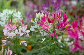 Lila Cleome Samen Blumensamen zur Aussaat – hochwertige Qualitäts- – Traditionssorte & ohne Gentechnik Samen Hausgarten
