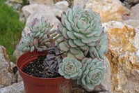 Blau Echeveria Derenbergii Blumensamen zur Aussaat – Landhaus Garten wichtig – Traditionssorte & ohne Gentechnik Samen Hausgarten