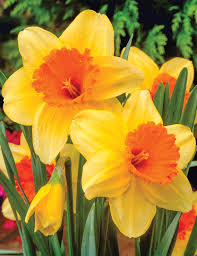 Orange Narzisse Blumensamen zur Aussaat sonnenliebend Traditionssorte & ohne Gentechnik Samen Hausgarten