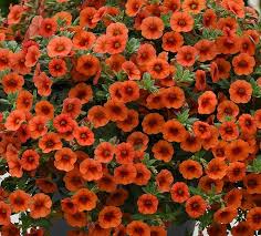 Orange Rot Petunie Blumensamen zur Aussaat biologisch Qualitäts- Traditionssorte & ohne Gentechnik Samen Hausgarten