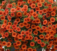 Orange Rot Petunie Blumensamen zur Aussaat biologisch Qualitäts- Traditionssorte & ohne Gentechnik Samen Hausgarten