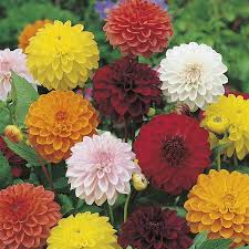 hell Gelb Rot Dahlie Blumensamen zur Aussaat Drought verträglich Traditionssorte & ohne Gentechnik Samen Hausgarten