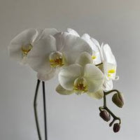 Gray Schmetterlingsorchidee Orchidee Blumensamen Garten saisonal Dauerblüher Traditionssorte & ohne Gentechnik Samen Hausgarten