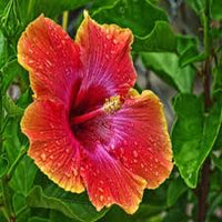 Gelb Rot Hibiskus Blumensamen zur Aussaat Anzucht Traditionssorte & ohne Gentechnik Samen Hausgarten