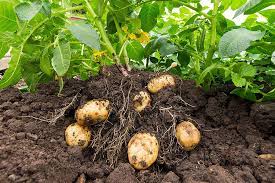 Segunda papas gemüse samen für aussaat - samen delicious and nutritious potato