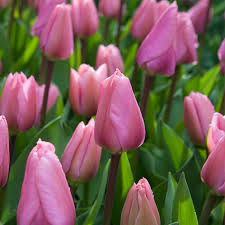 Pfirsichfarben Tulpe Blumensamen zur Aussaat Anzucht Traditionssorte & ohne Gentechnik Samen Hausgarten